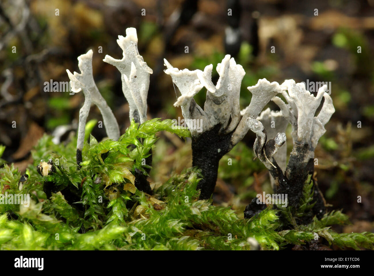 Candlesnuff Fungus between moss Stock Photo