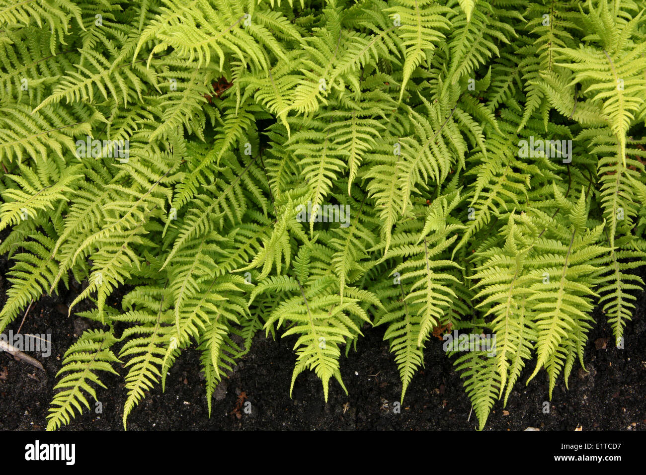 upper view of leaves of the Long Beech Fern Stock Photo