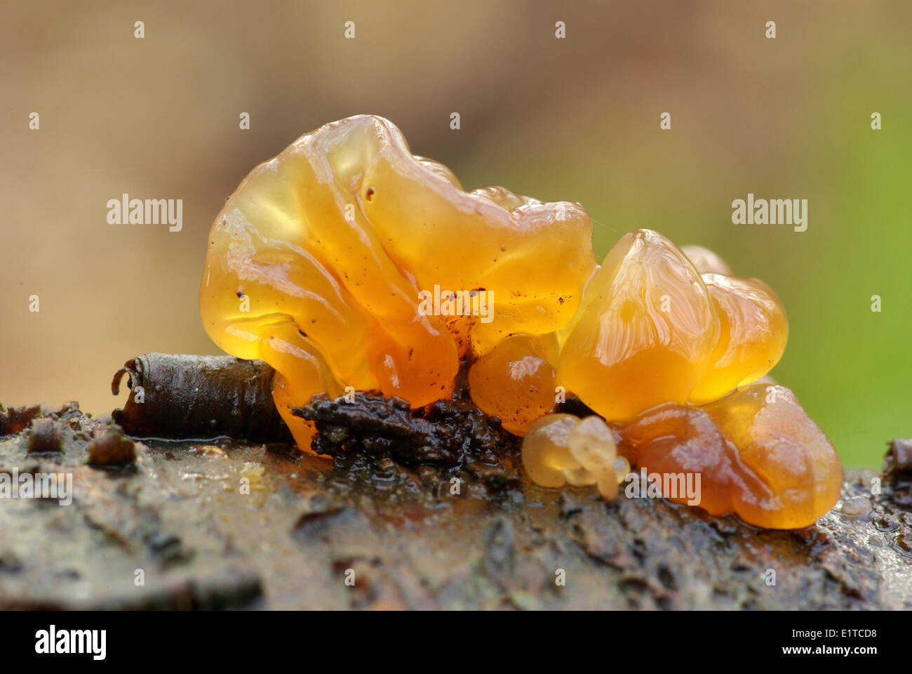 Leafy jelly on a birch log Stock Photo