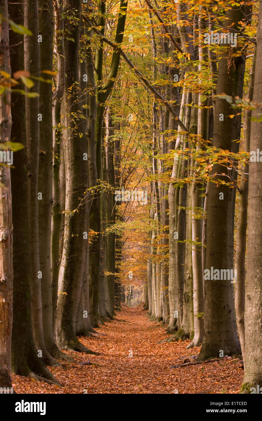 rows of beeches Stock Photo Alamy