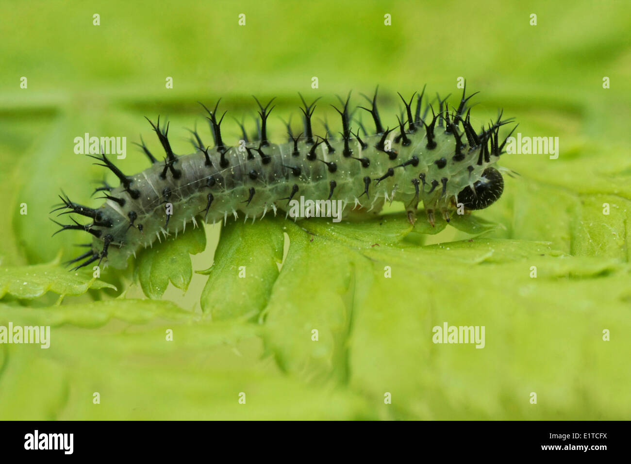 Sawfly caterpillar. Stock Photo