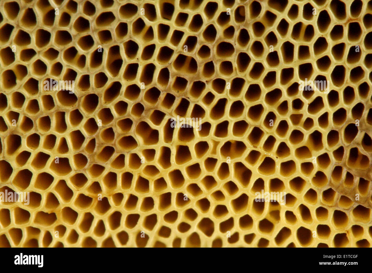 The Bay Bolete, close-up underside of cap with pores Stock Photo