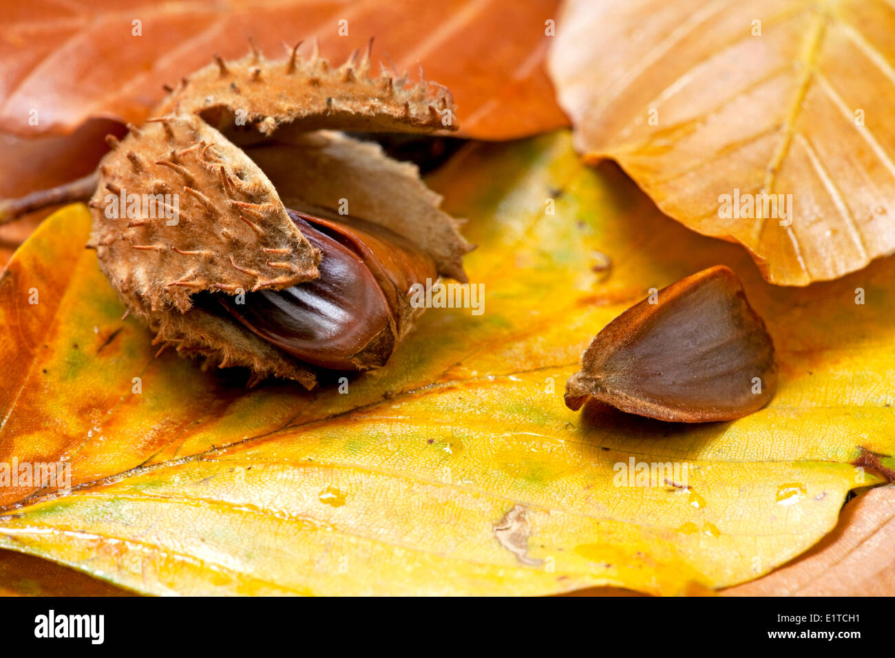 photo of beechnuts on yellow and brown coloured beech leafs Stock Photo