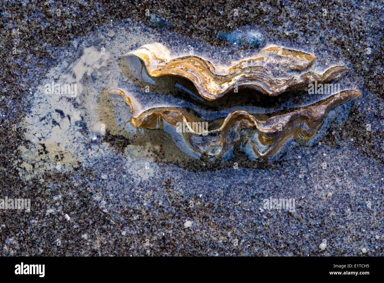 Invasive mollusks hires stock photography and images Alamy