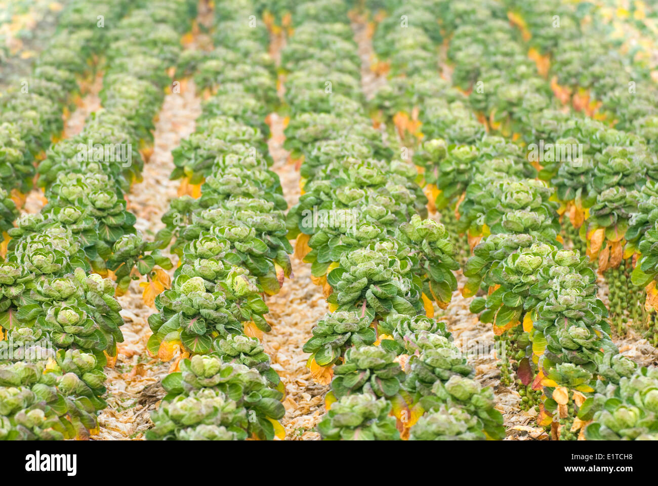 brusselsprouts in winter Stock Photo
