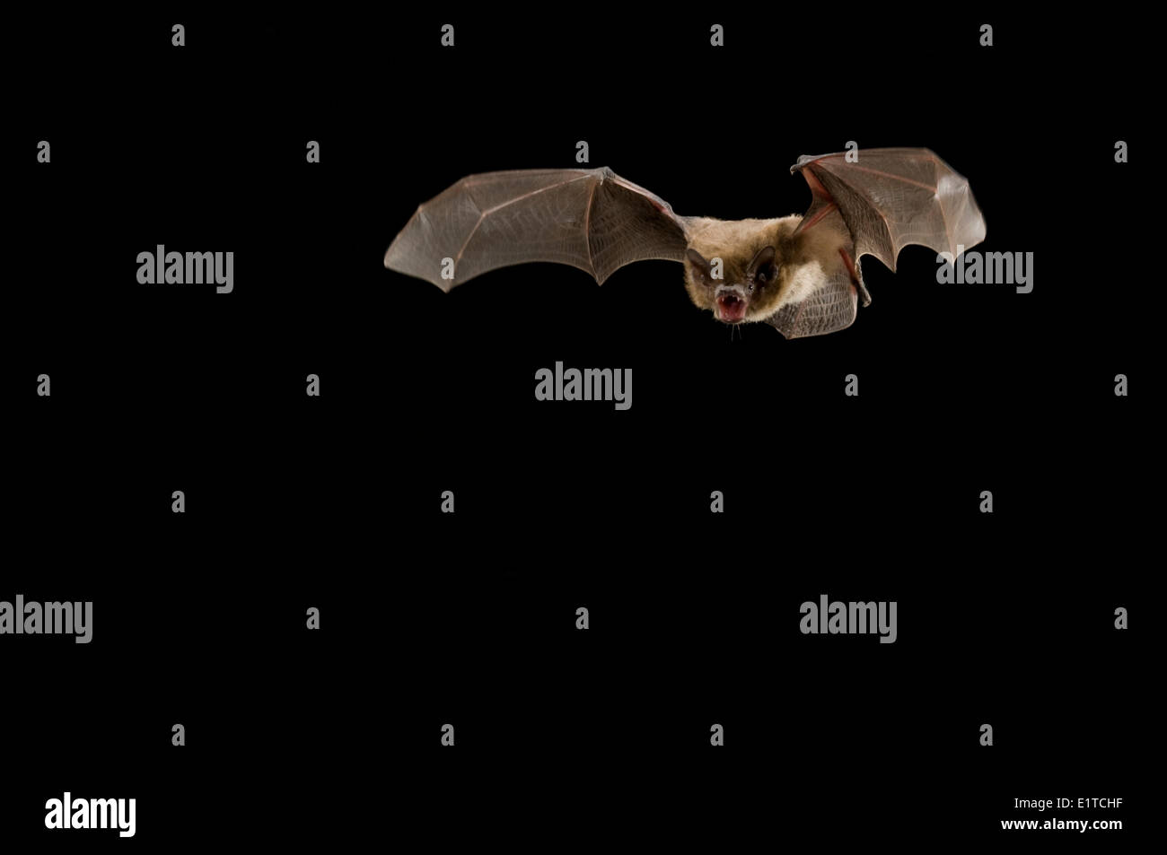Nathusius's pipistrelle bat flying. Stock Photo