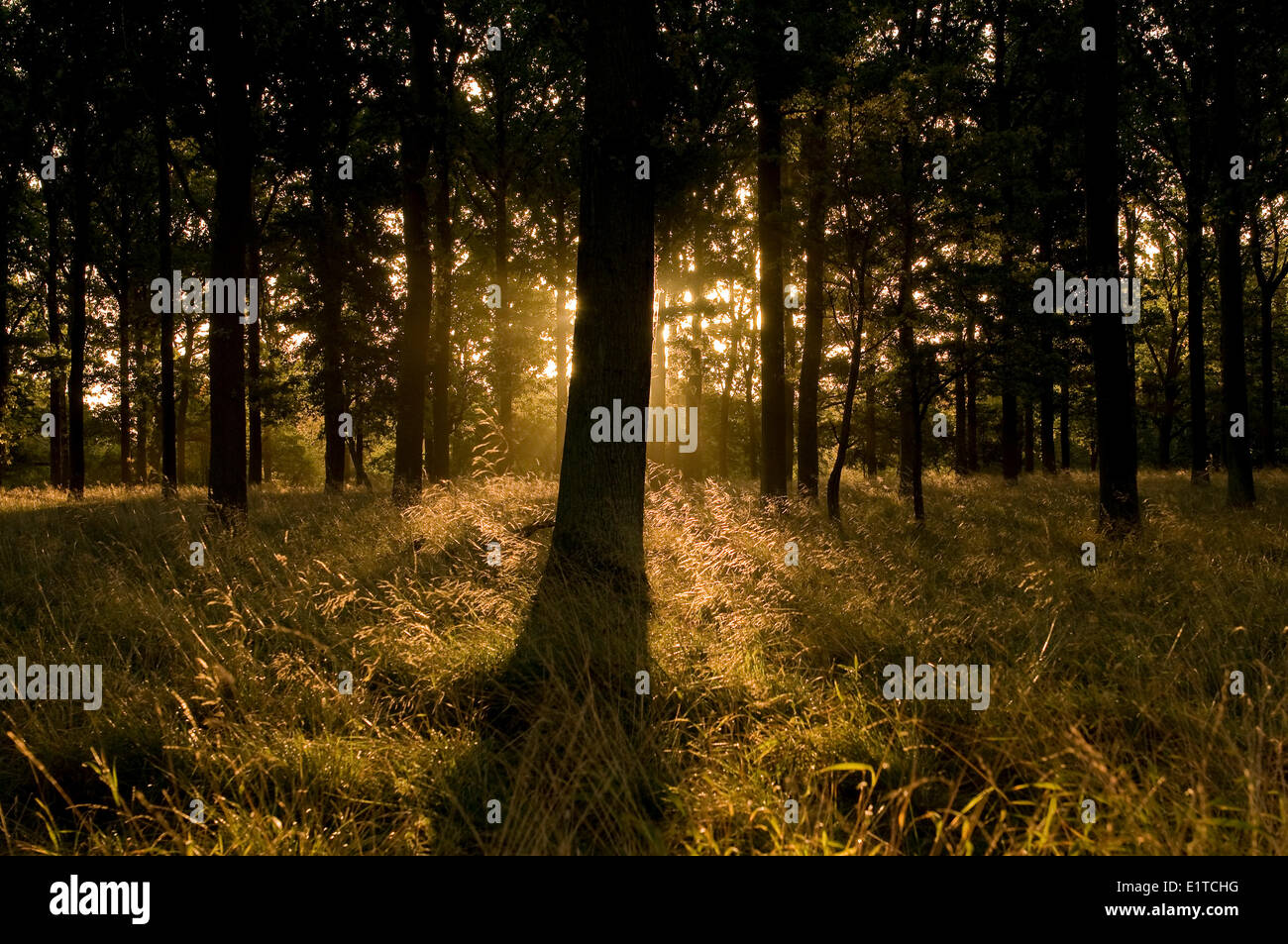 sunrise in woods Stock Photo - Alamy