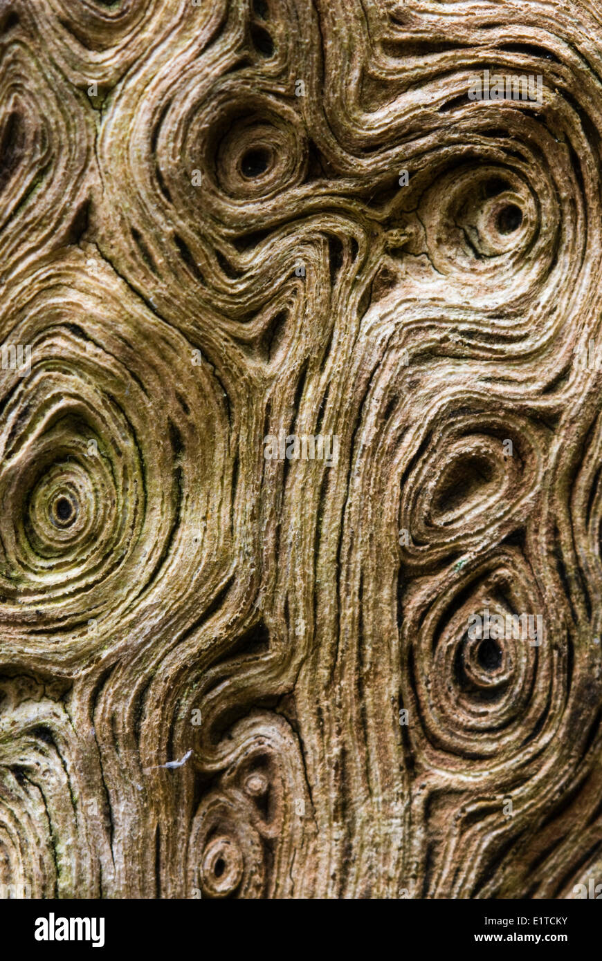 close-up detail of centuries old oak named after wodan Stock Photo
