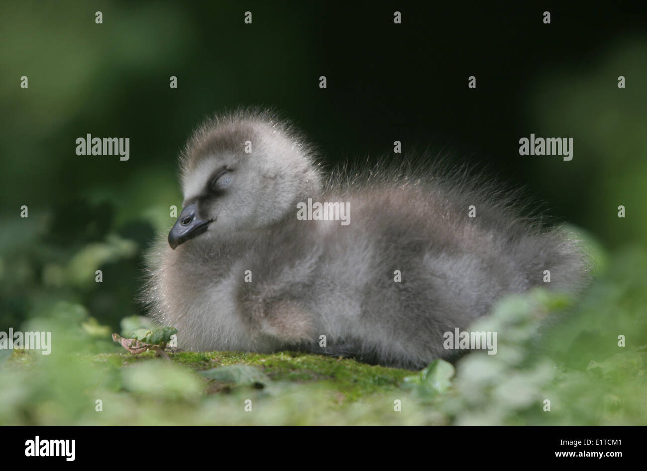 Barnacle goose juvenile sleeping side view Stock Photo