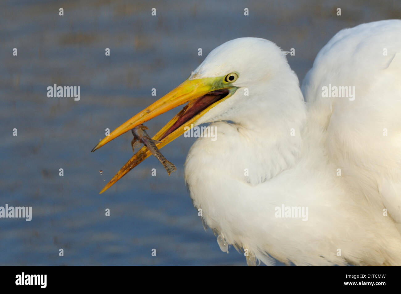 Headshot of a feeding Great White Egret. The prey is a Stone Loach Stock Photo