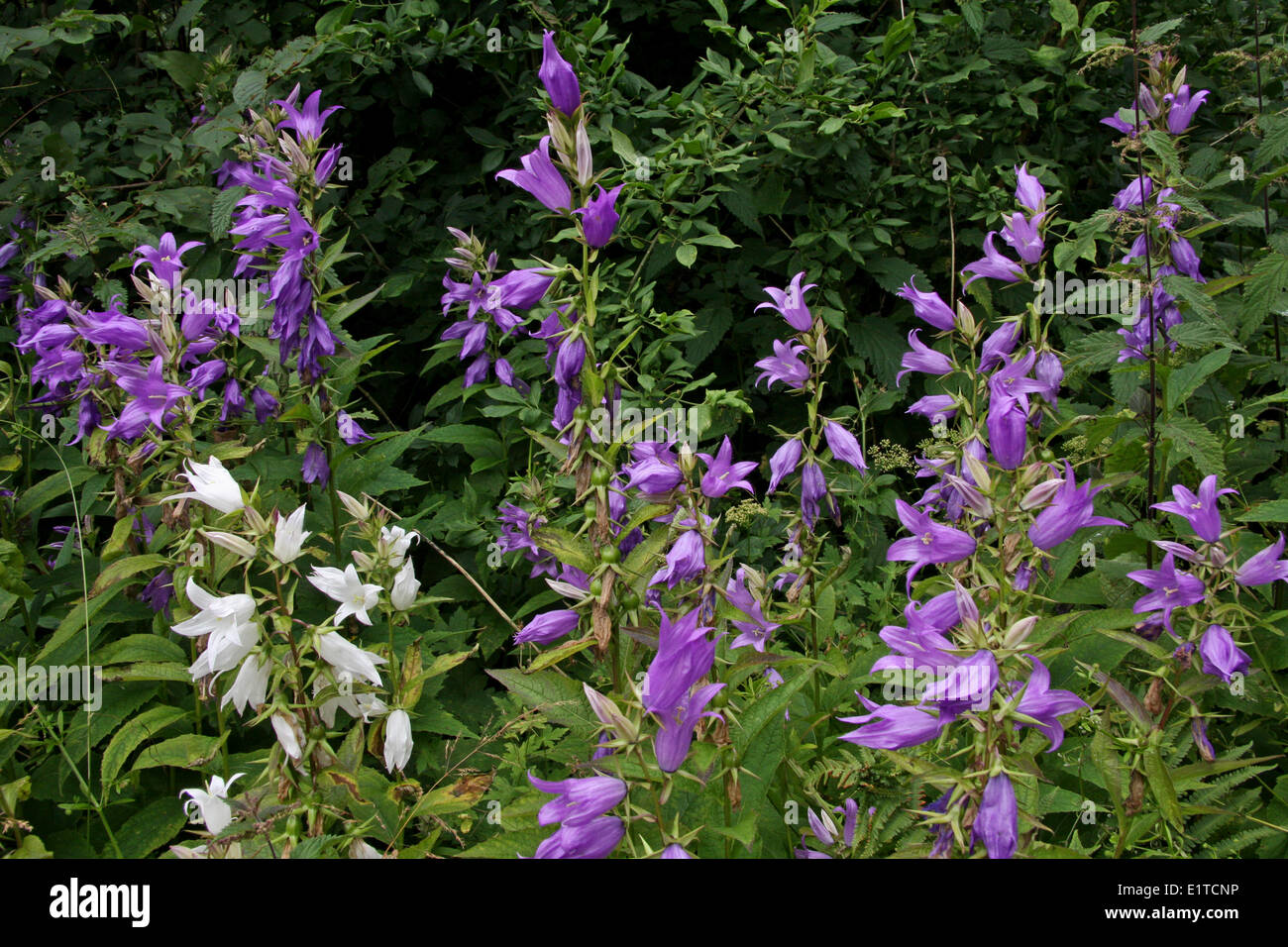 overview violet and white flowering specimens of Giant Bellflowers Stock Photo
