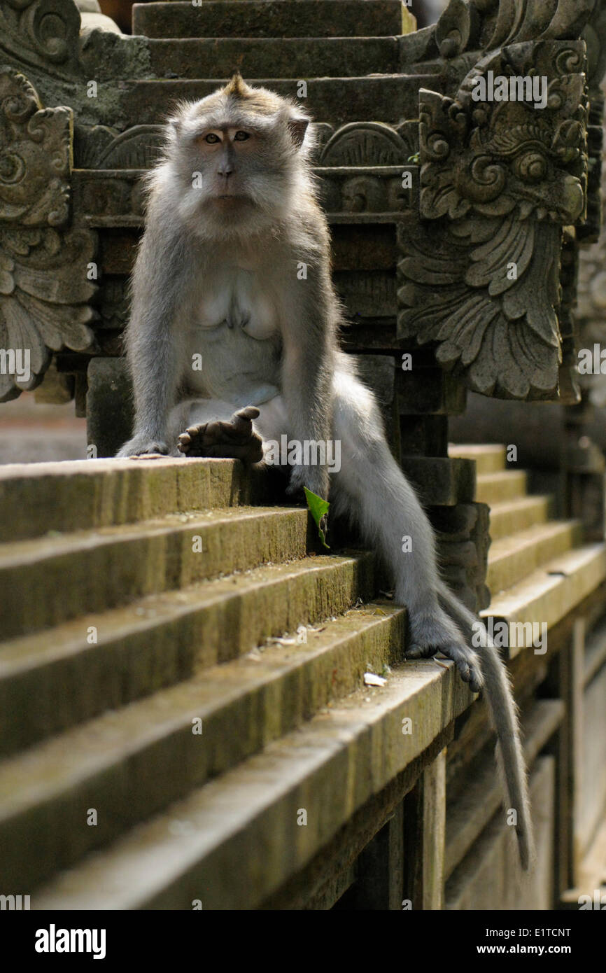 female balinese macaque hi res stock photography and images Alamy