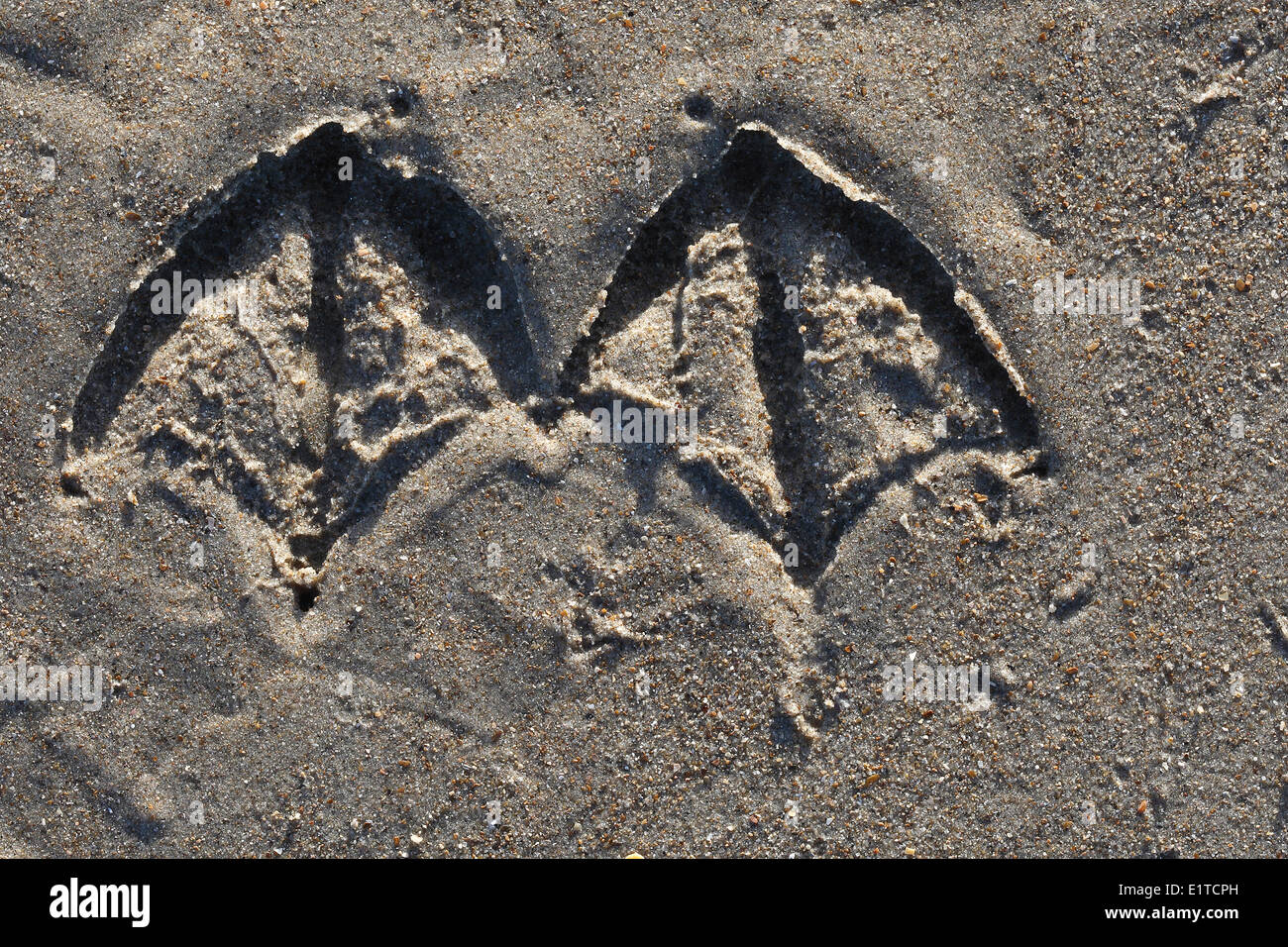 Tracks of Gull Stock Photo