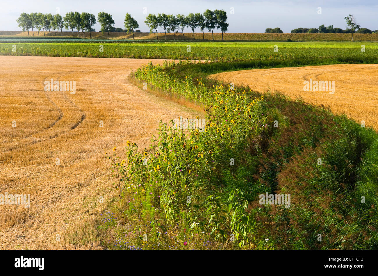 flowers along Agricultural field in a Dutch polder landscape; Stock Photo