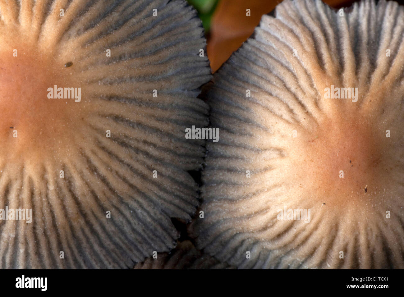 The top of a mica cap Stock Photo