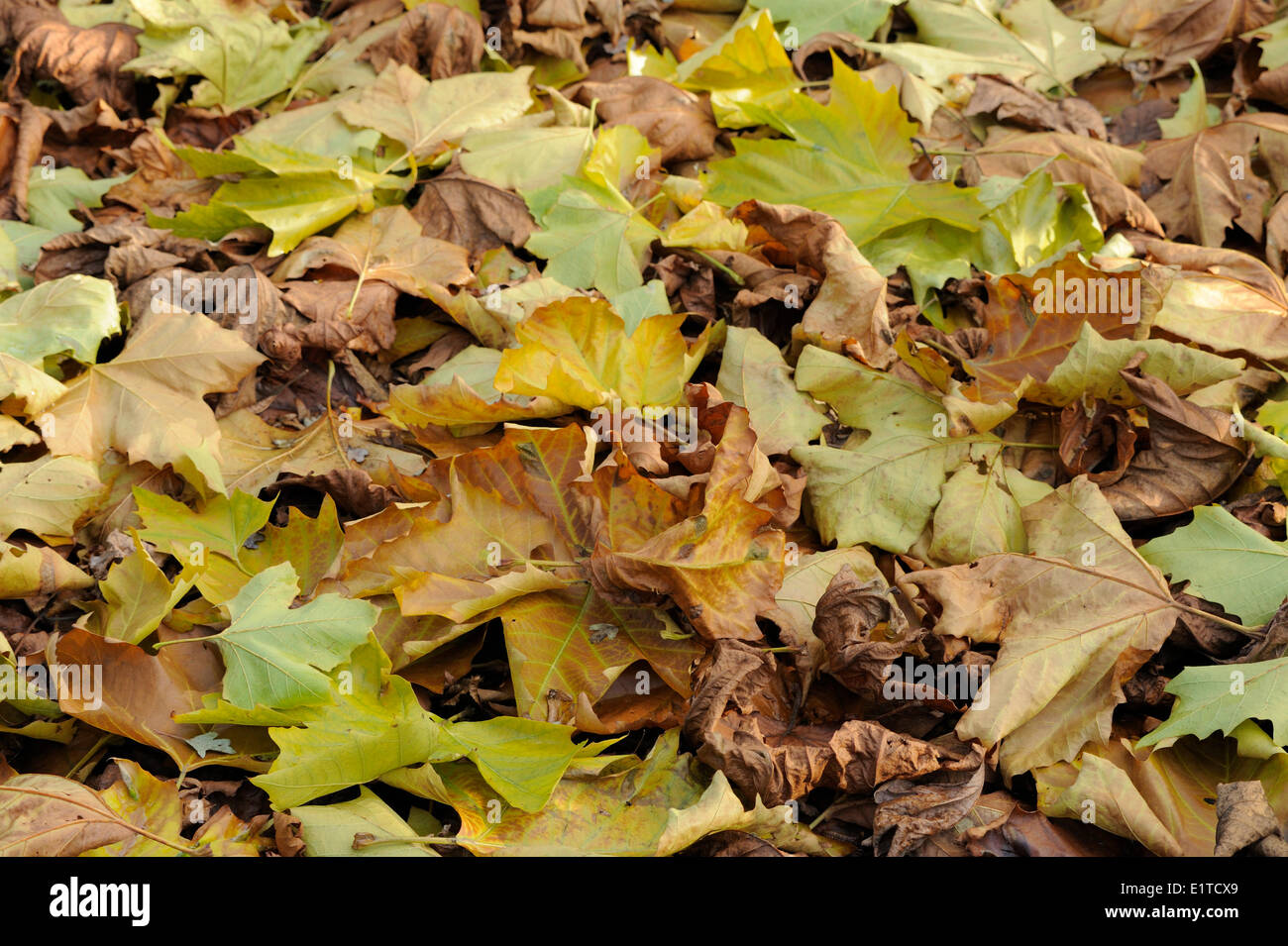Fallen leaves of the Hybrid Plane laying on the ground Stock Photo