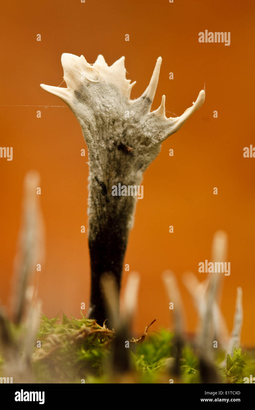 Antler-like fruiting body Candlesnuff Fungus against an orange brown background. Stock Photo