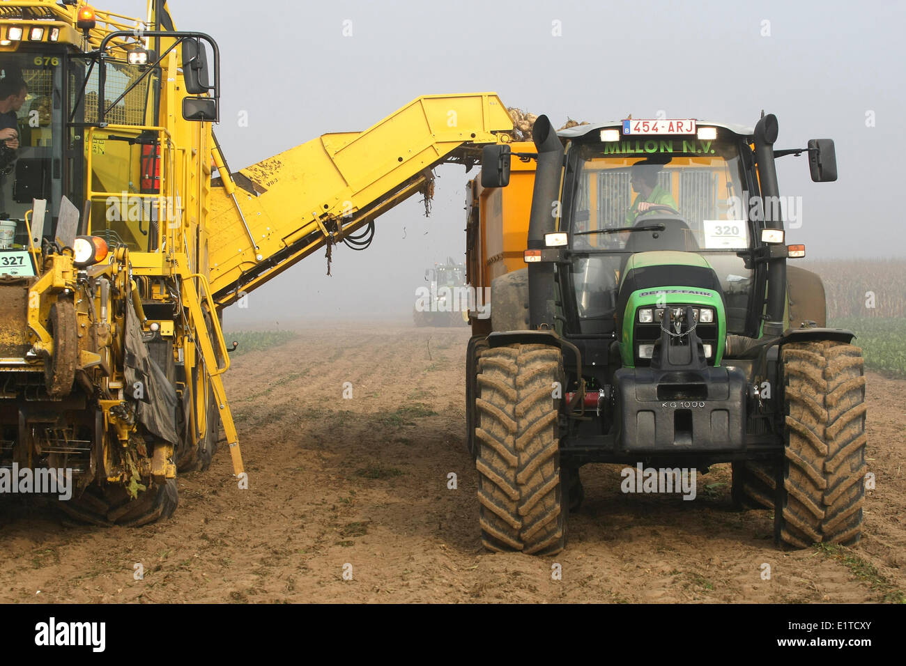 Beet harvest Stock Photo