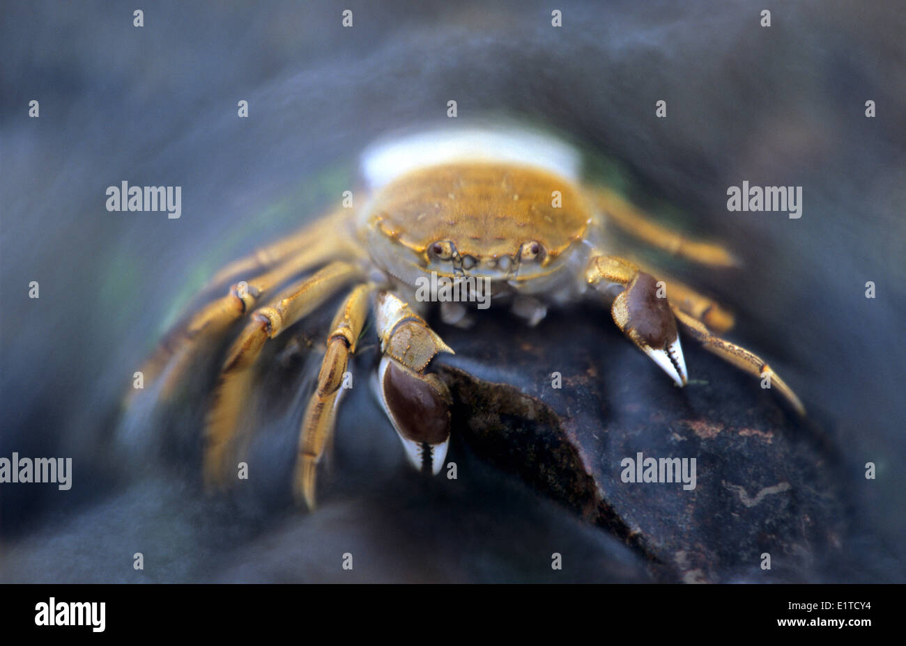 Chinese mitten crab on stone in the water Stock Photo