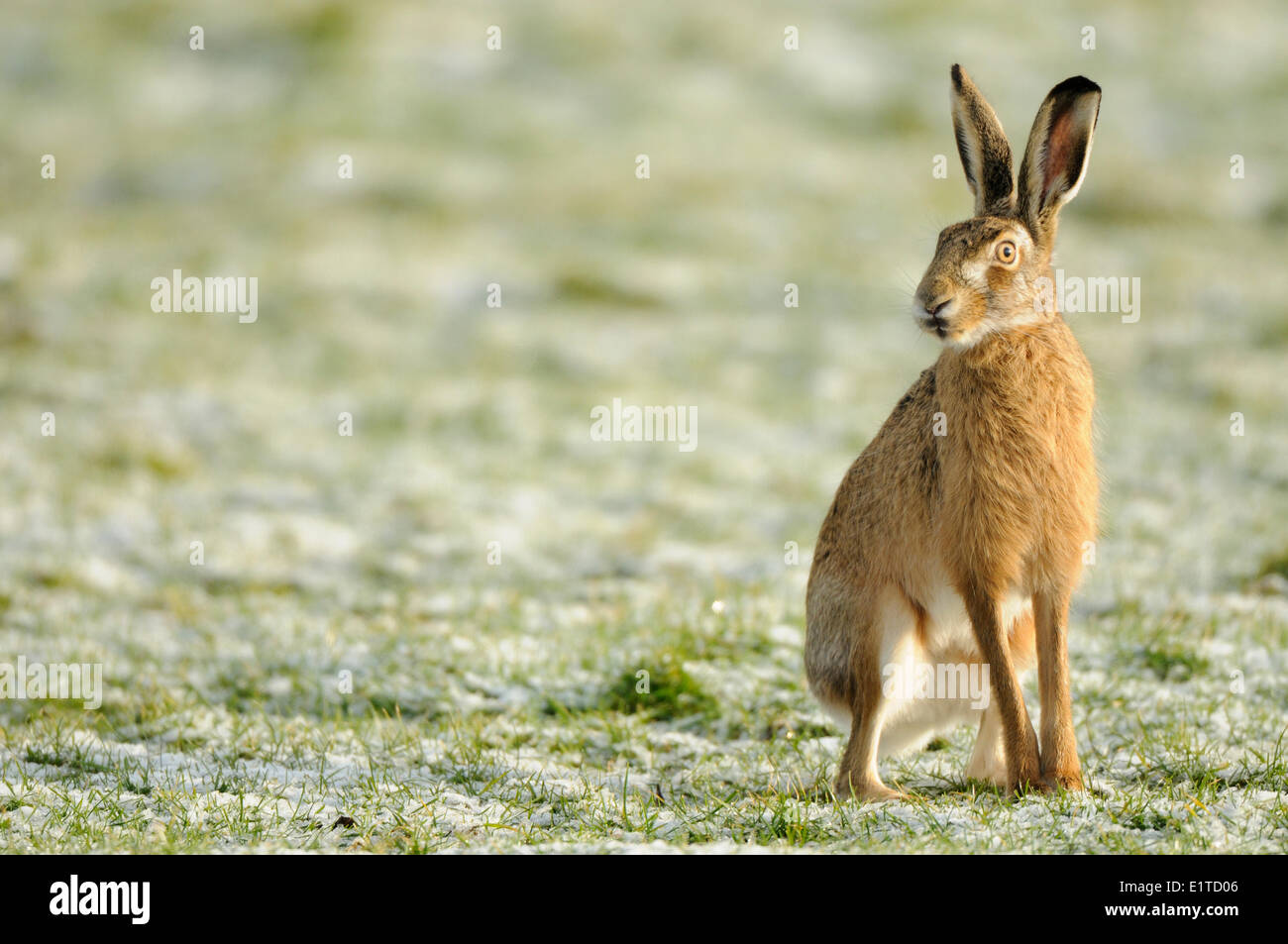 Hare standing on high legs on a frozen meadow Stock Photo - Alamy