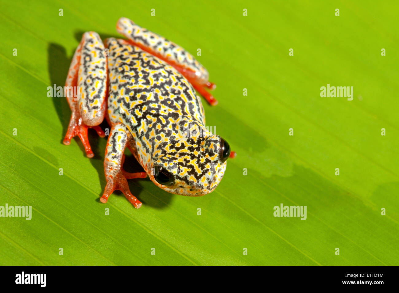 photo of a painted reed frog Stock Photo