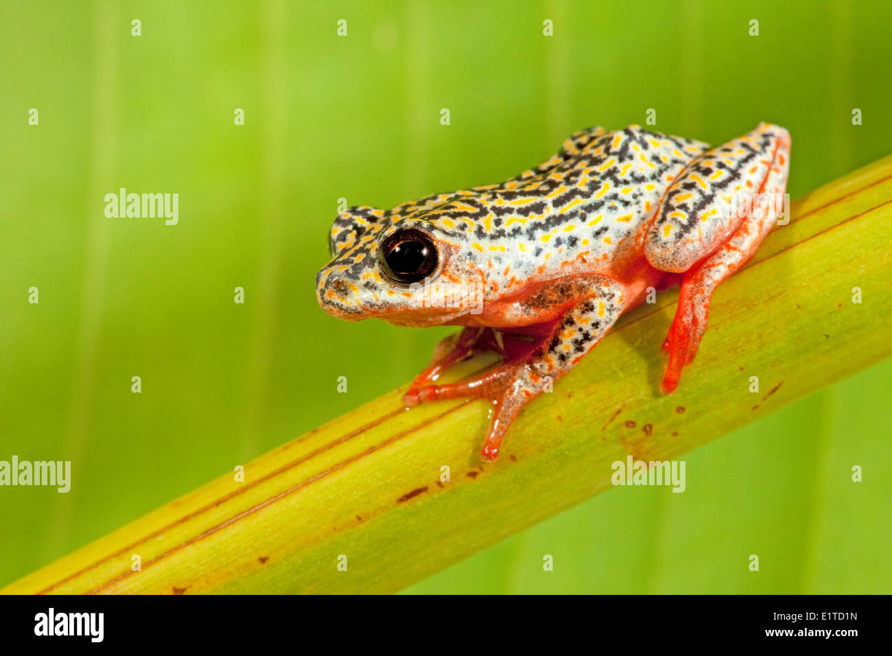 photo of a painted reed frog Stock Photo