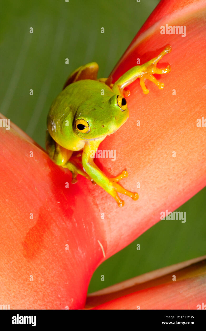Photo of a Tinker Reed frog Stock Photo