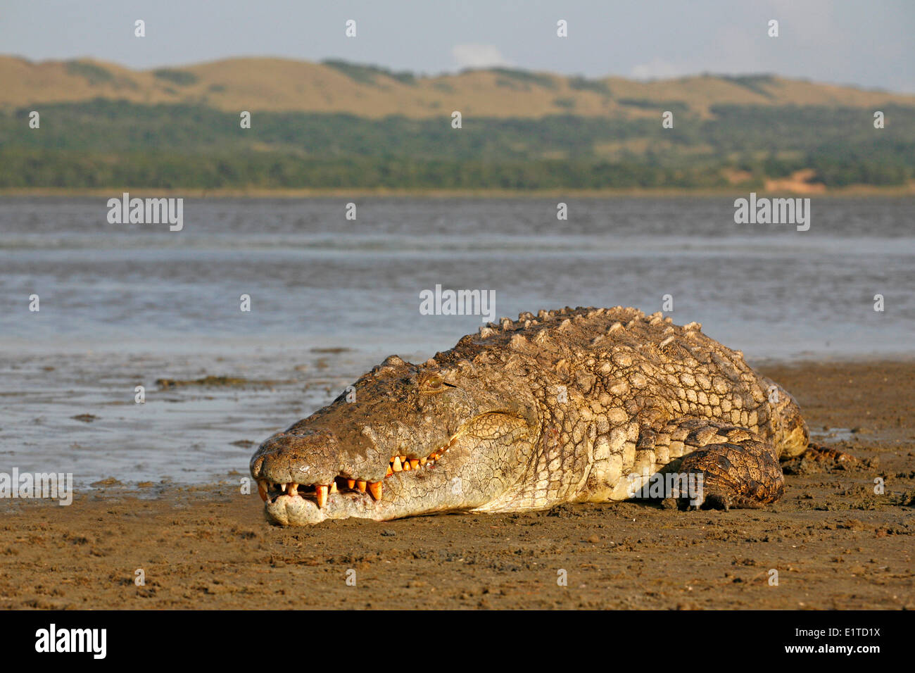 photo of a large nile crocodile lying at the edge of the water with the estuary in the background Stock Photo