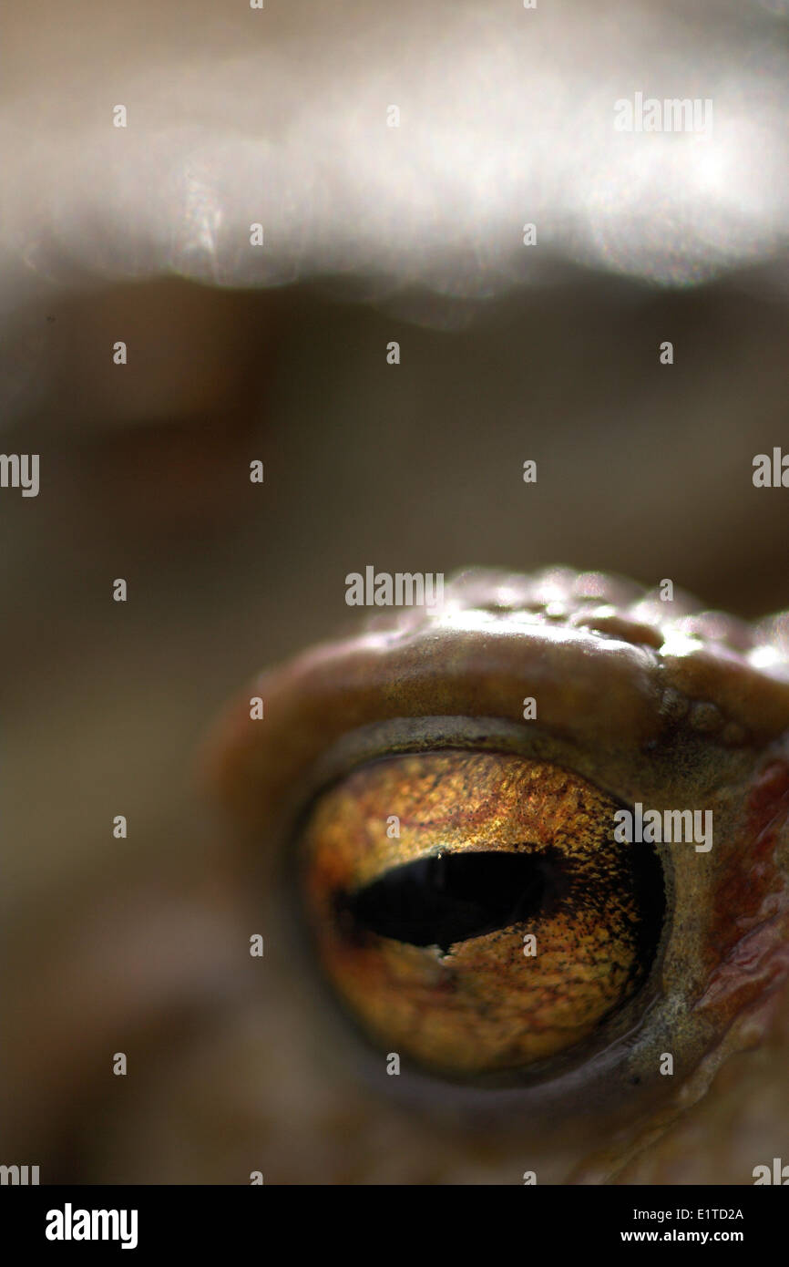 Toads eye in close hi-res stock photography and images - Alamy