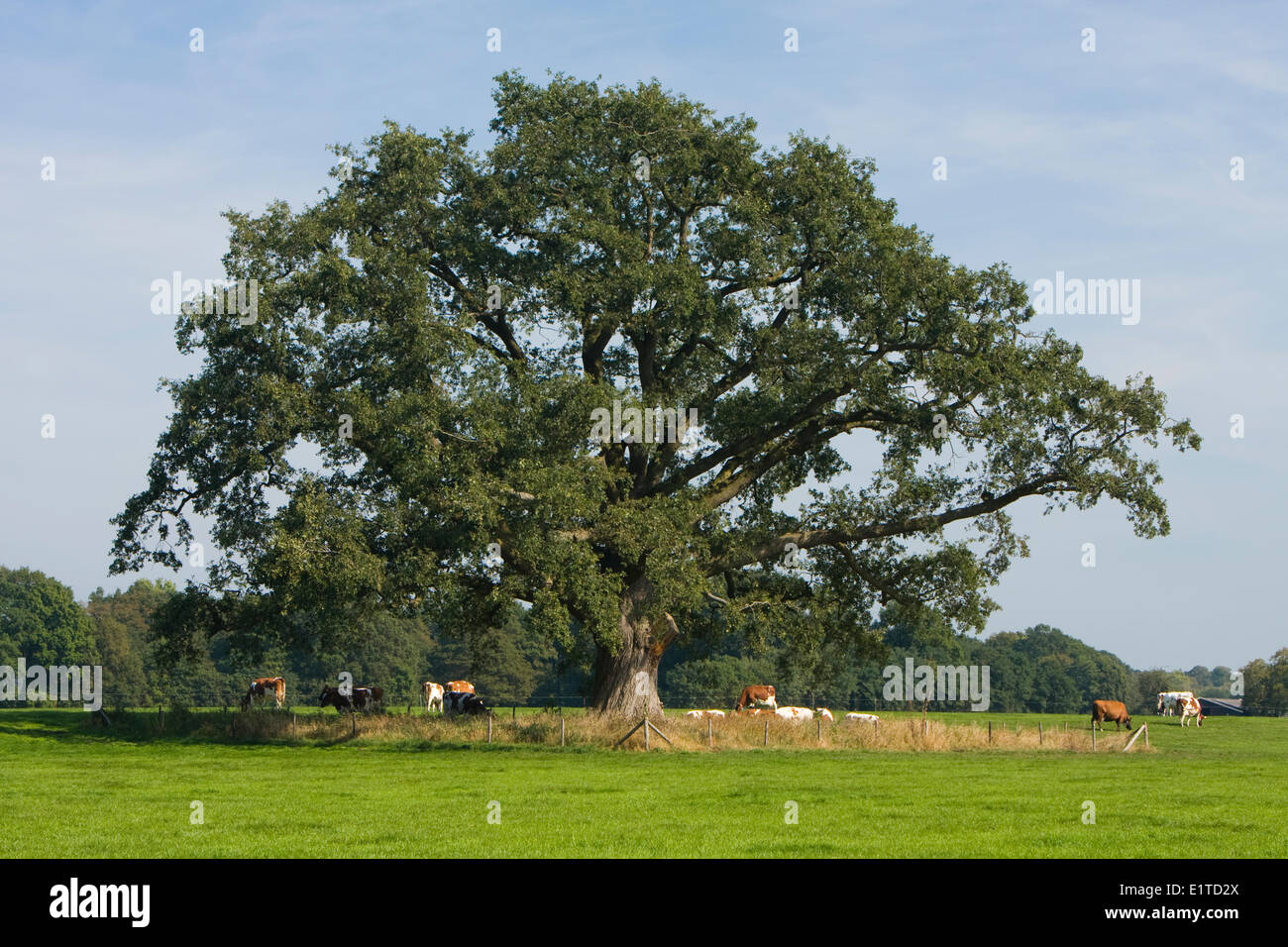 Giant oak of Vorden Stock Photo