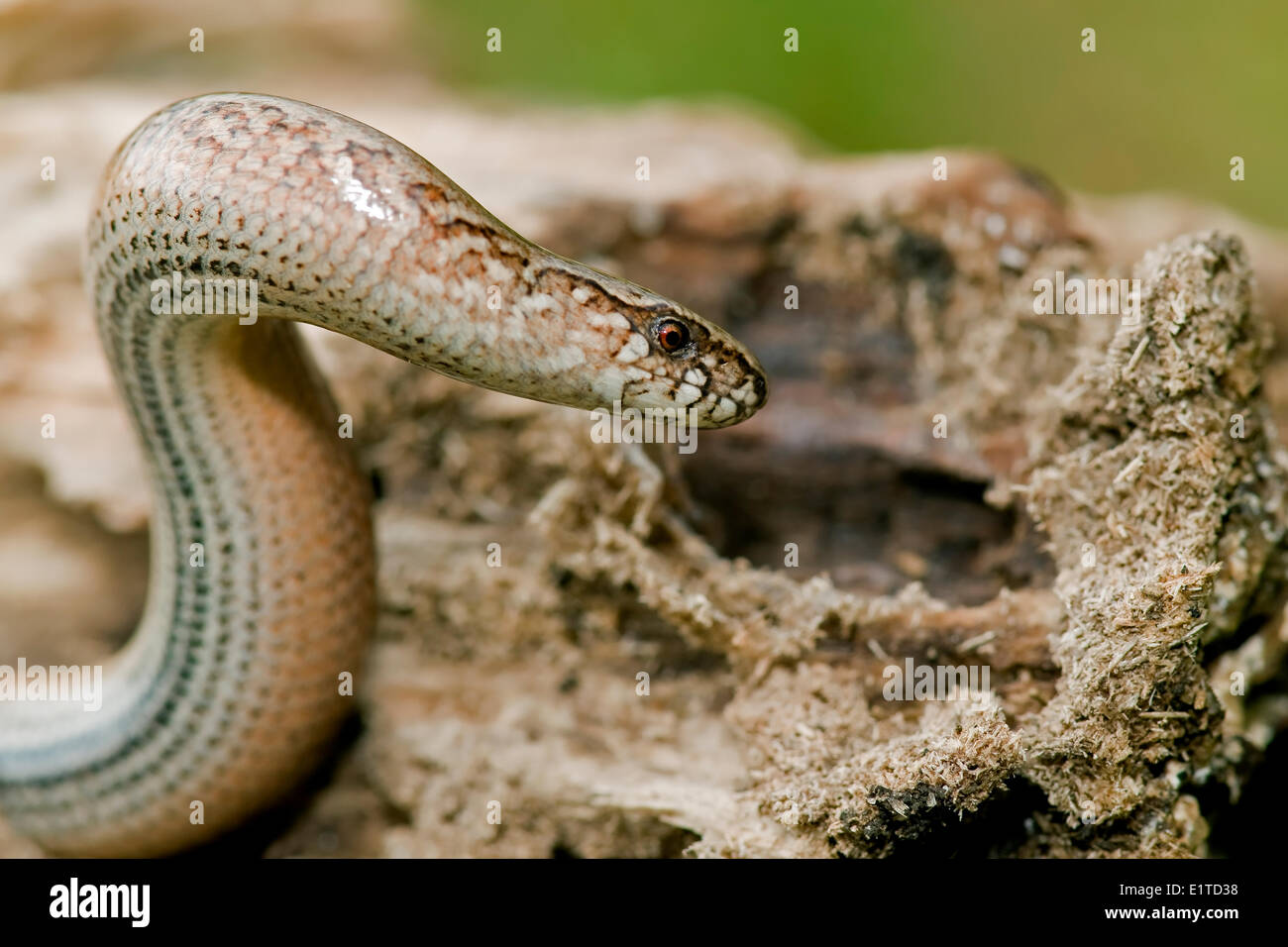 Slow Worm creeping through a rotten trunk Stock Photo