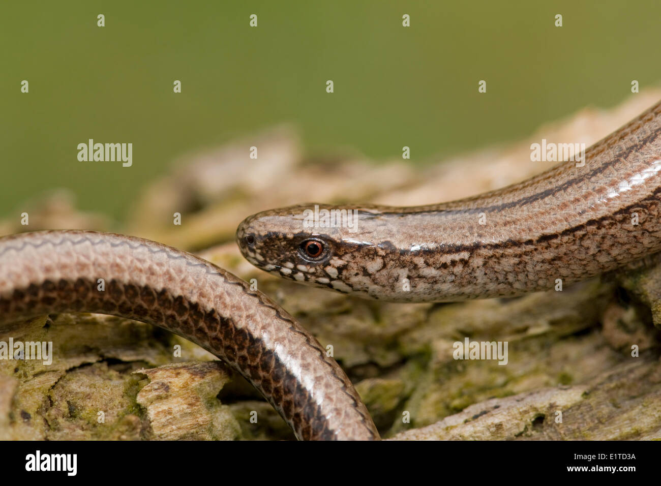 Slow Worm creeps on a trunk Stock Photo