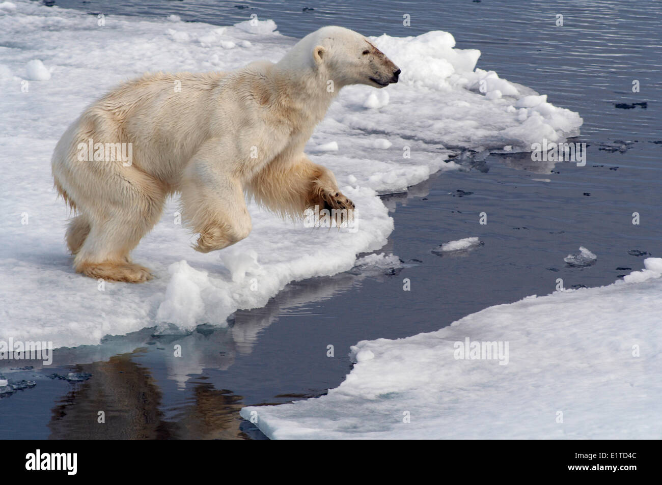 A very skinny Polar Bear (Ursus maritimus) jumping on thin ice Stock Photo
