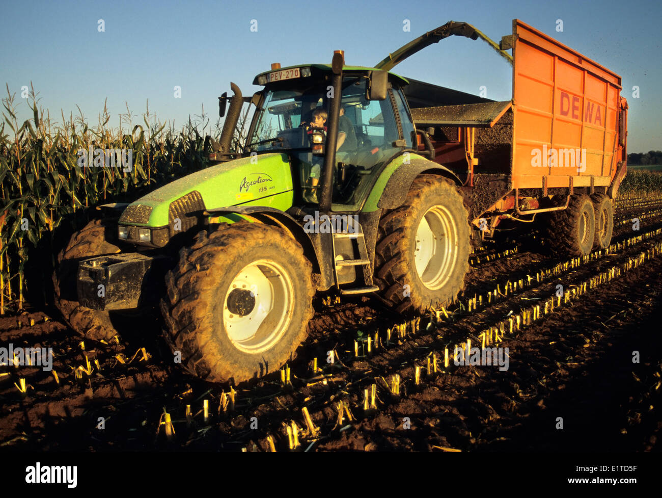 Harvest of Mais (Zea mays), Belgium Stock Photo