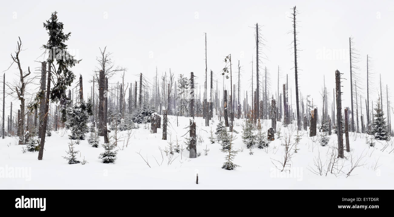 Spruce Forest Raining forests affected by acid rain and european spruce bark beetle at the ...