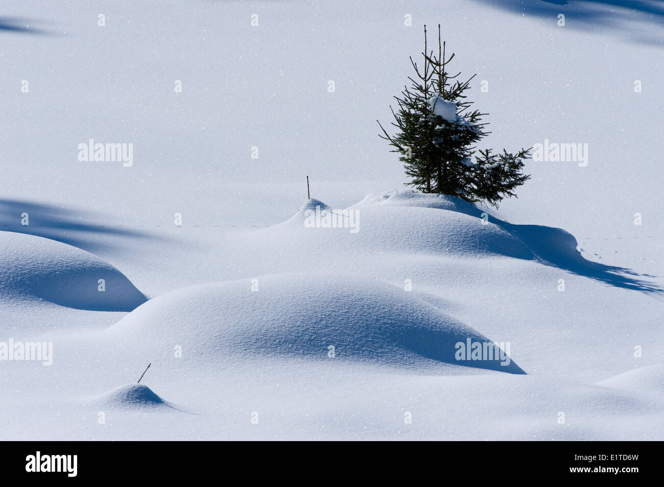 winterwonderland in nationaalpark bayerischer wald Stock Photo