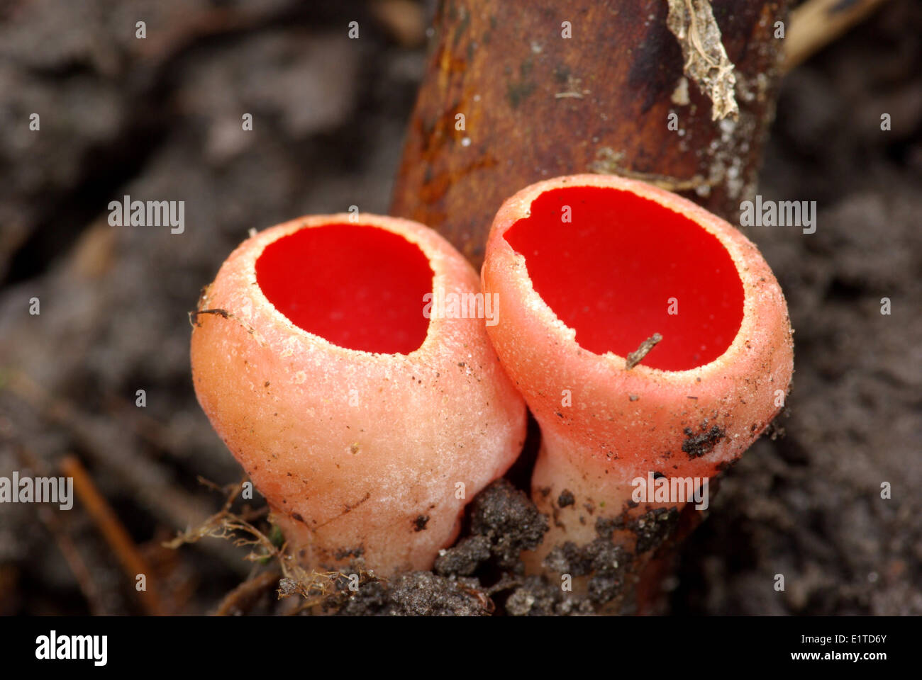 Two Scarlet elf-cups Stock Photo
