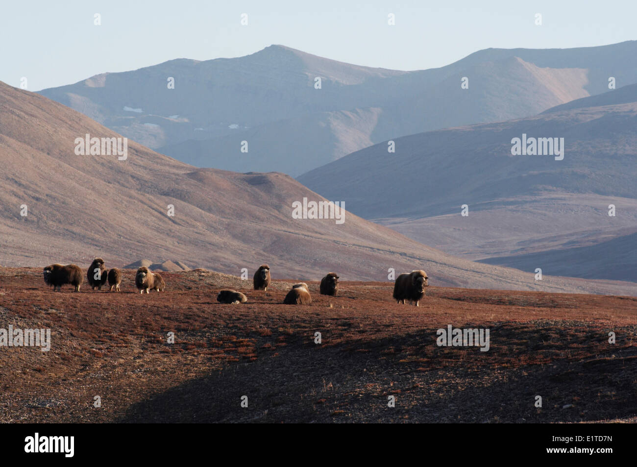 A herd of Musk oxen (Ovibos moschatus) on the Greenlandic tundra Stock Photo