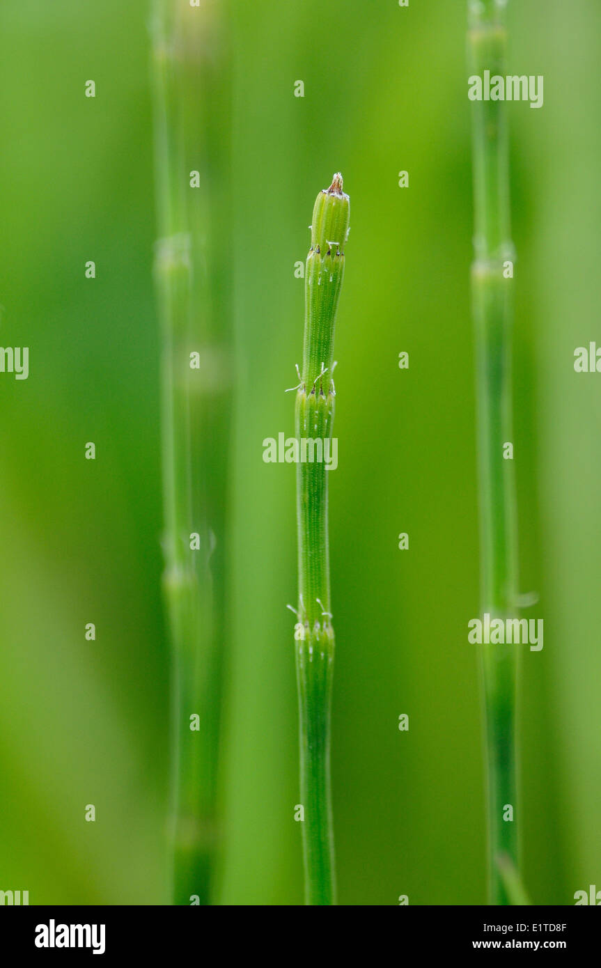 Young stems of Branched Horsetail Stock Photo