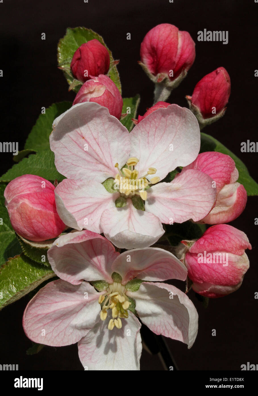 Apple buds hi-res stock photography and images - Alamy