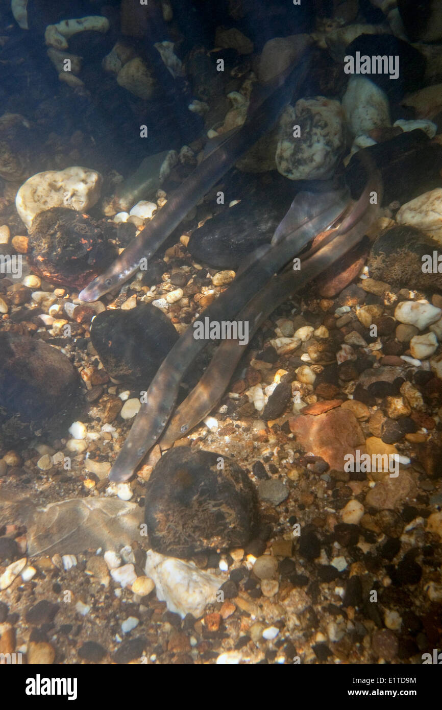 two river lampreys on a spawning site in the Netherlands, the males make nestholes between the rocks were the females can lay their eggs. Stock Photo