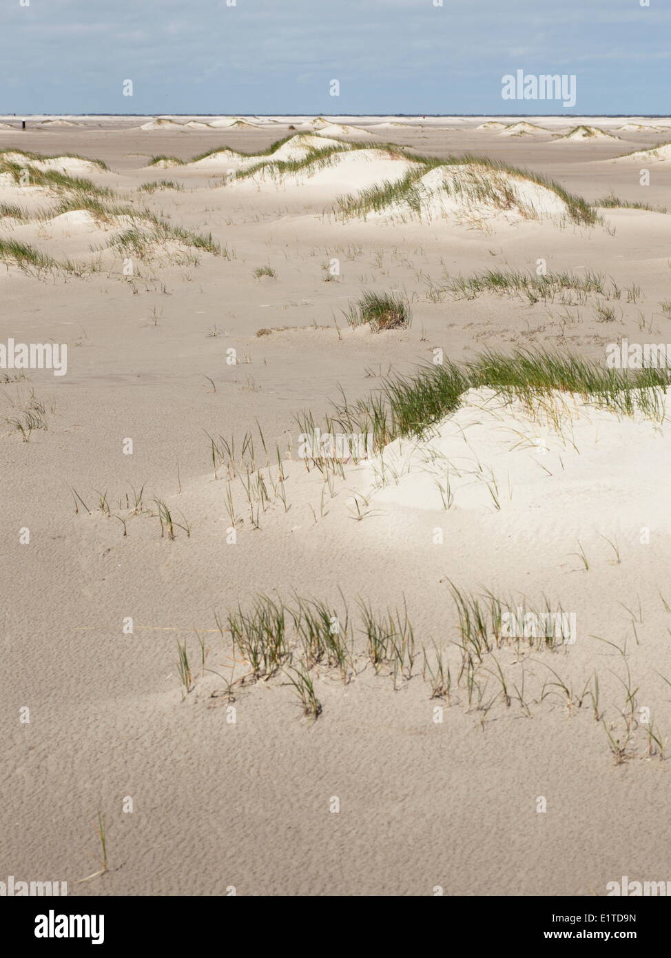 The long beach in the west of Ameland gives ample opportunities for the formation of dunes. Stock Photo