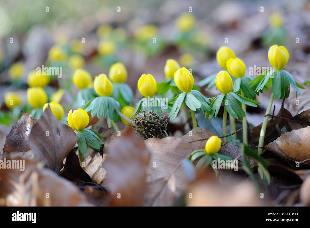Opening flower of Winter Aconite Stock Photo - Alamy
