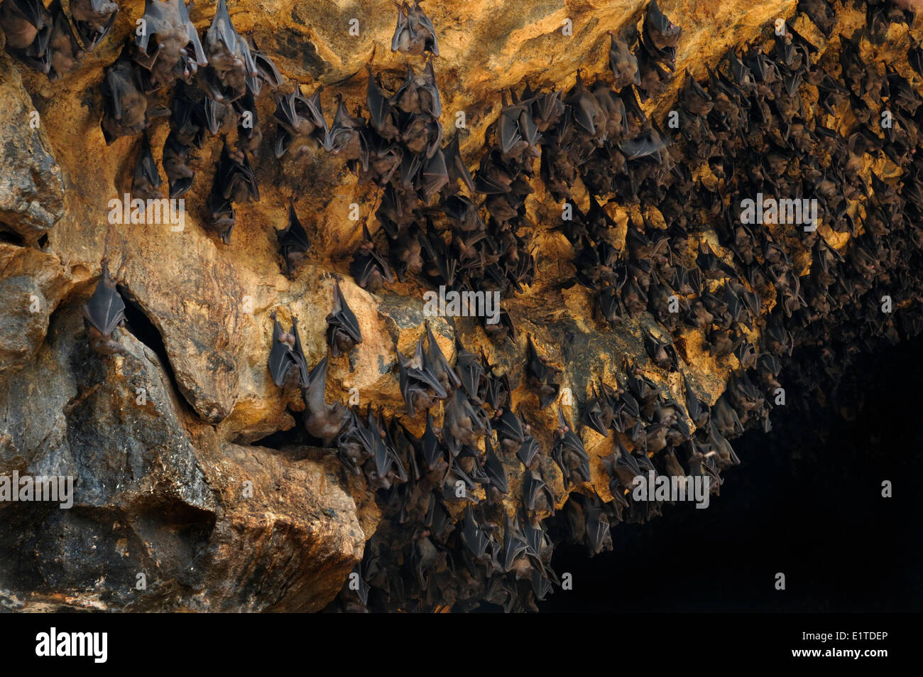 colony of fruit bat in cave Stock Photo Biology Diagrams