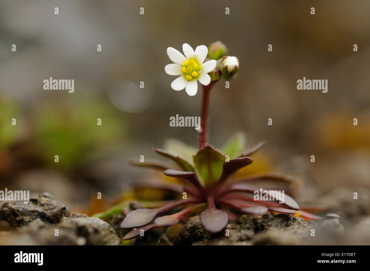 Young and small flowering Common Whitlowgrass Stock Photo