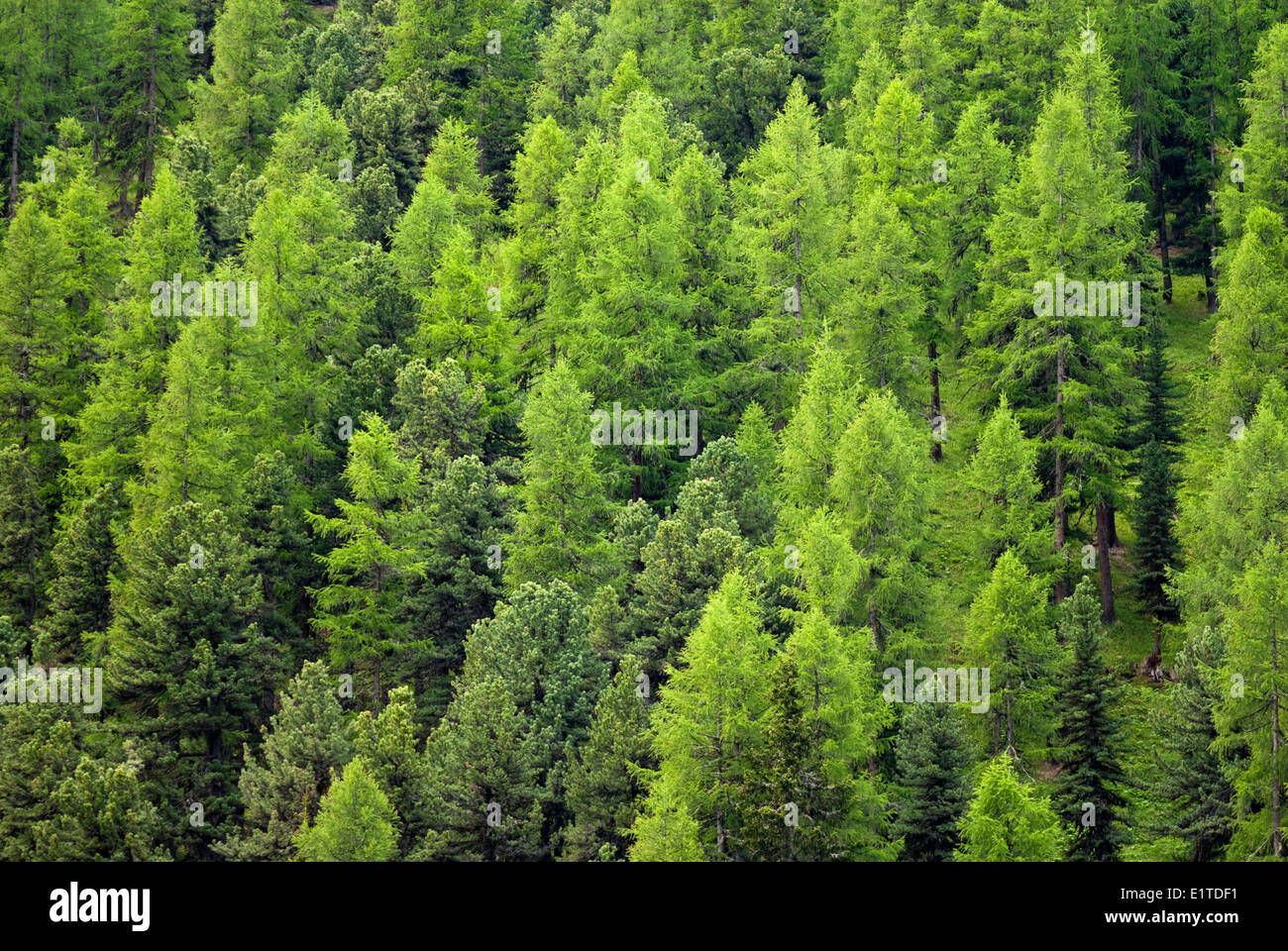 european larch forest in the Swiss national park Stock Photo