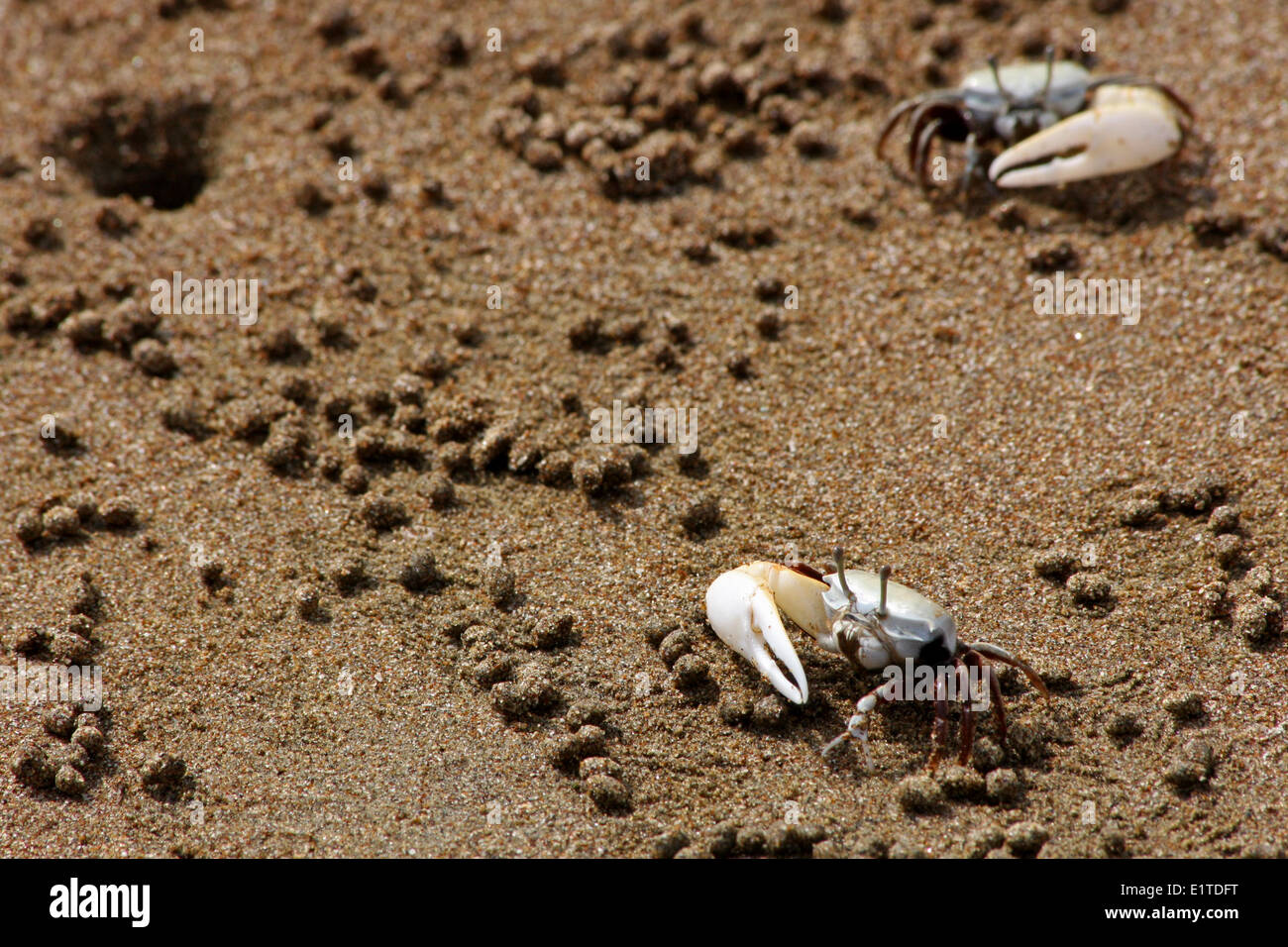 Fiddler Crabs Stock Photo
