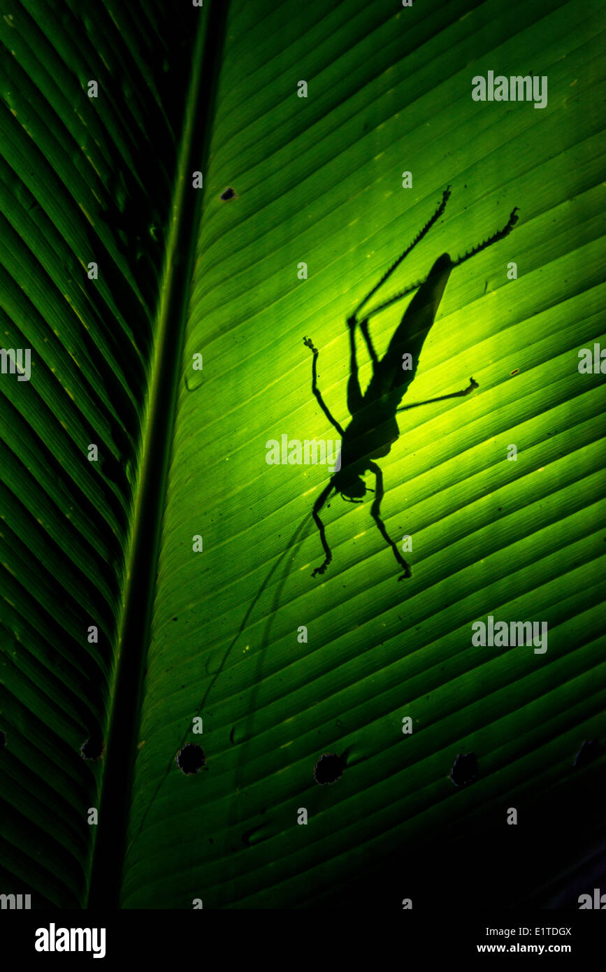 Long-horned grasshopper insect back lit Costa Rica Stock Photo