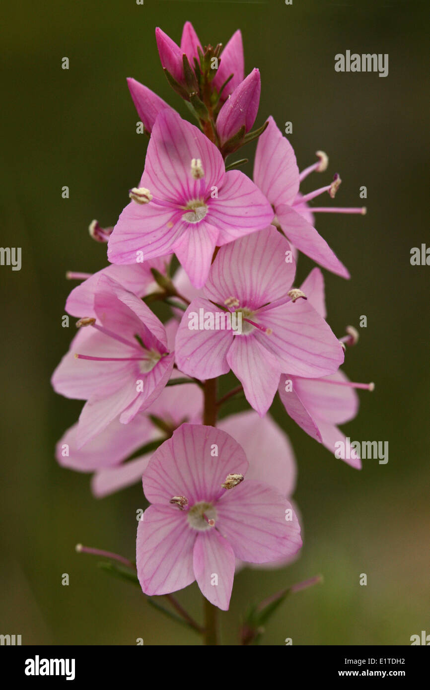 close-up side view of inflorescense of the Harewell Speedwell with pink flowers Stock Photo