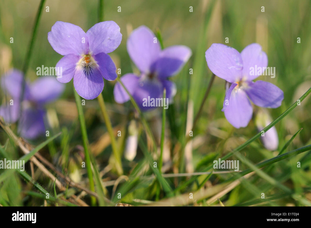 Detailed view of the flower of  Hairy Violet Stock Photo